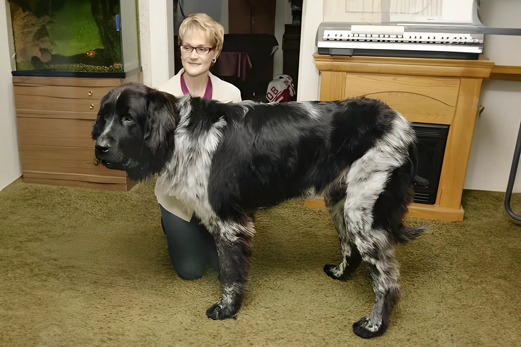 Cachorro mais alto do mundo