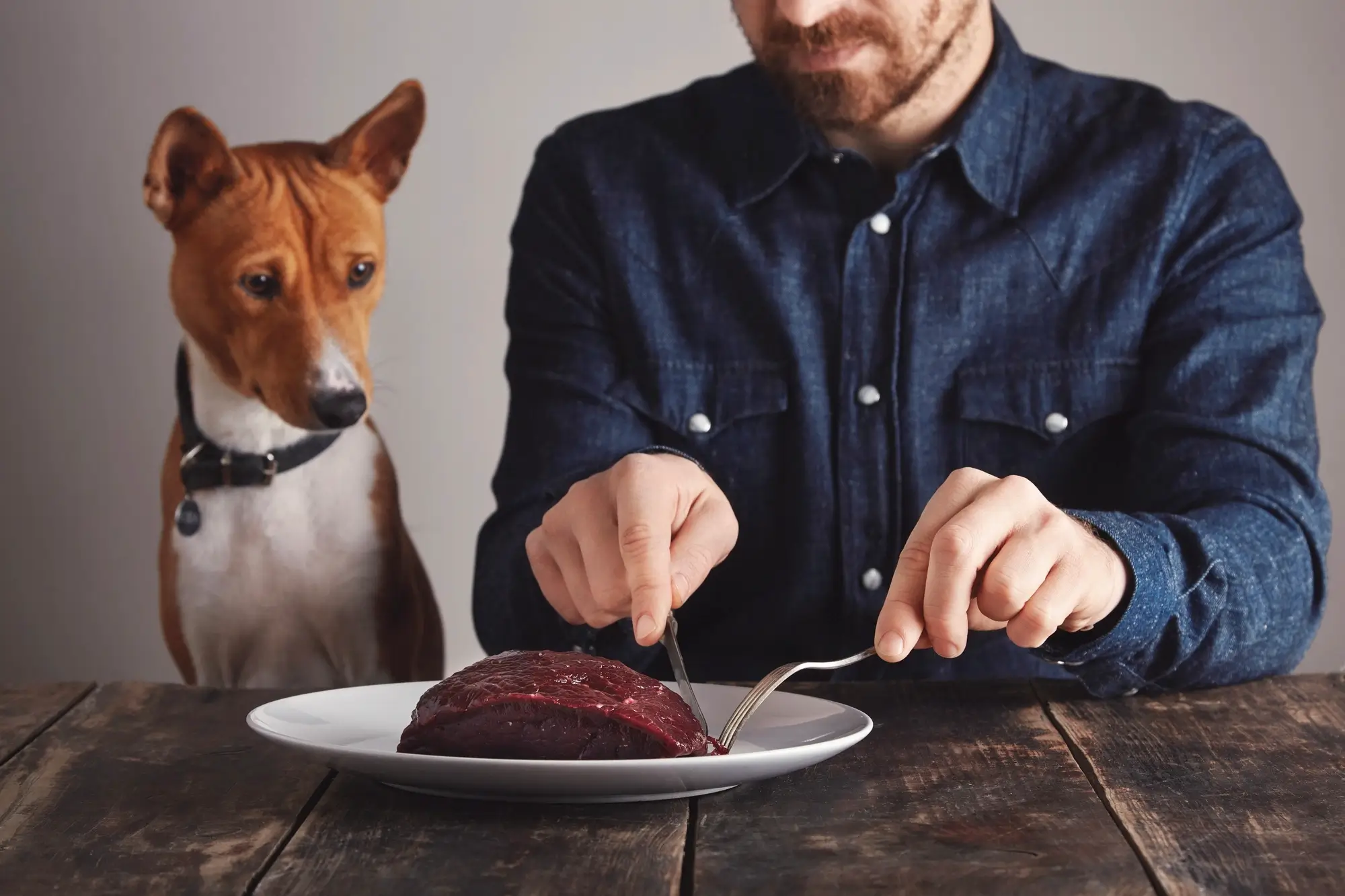 Cachorro olhando um prato de comida