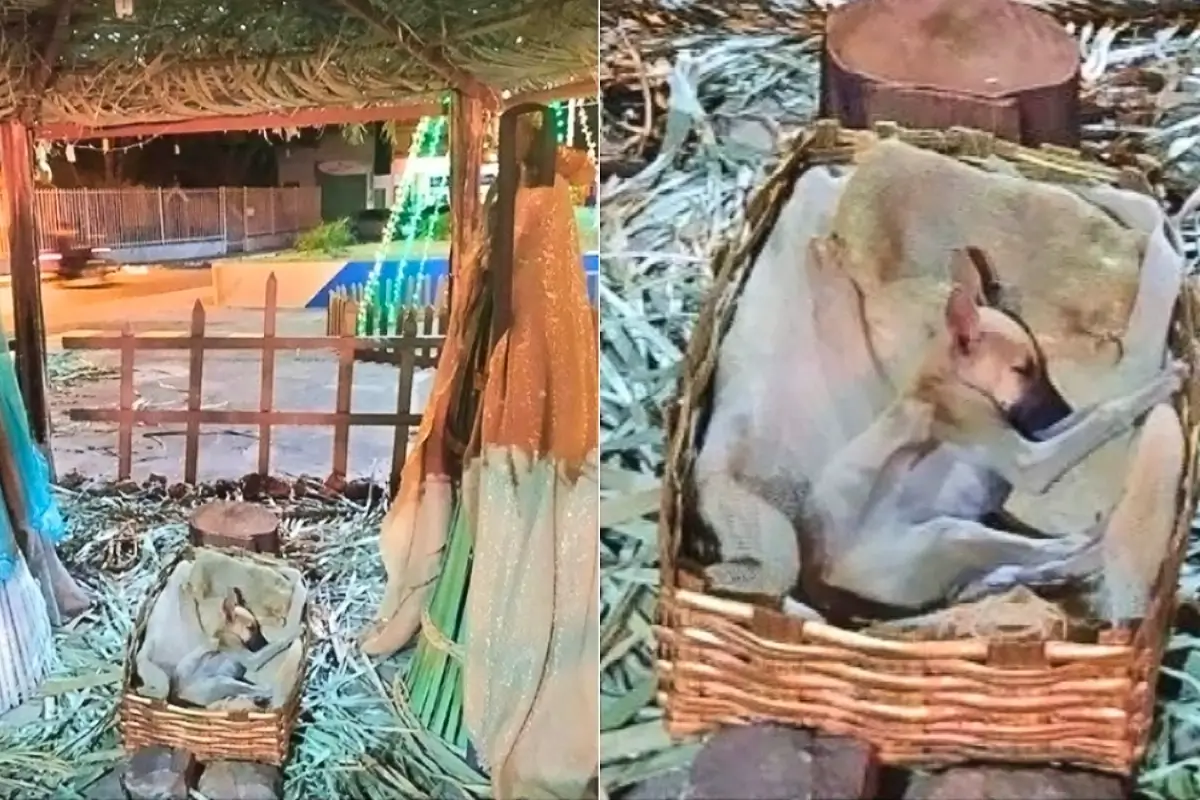 Cachorro dormindo em presépio