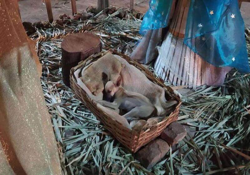 Cachorro dormindo no presépio