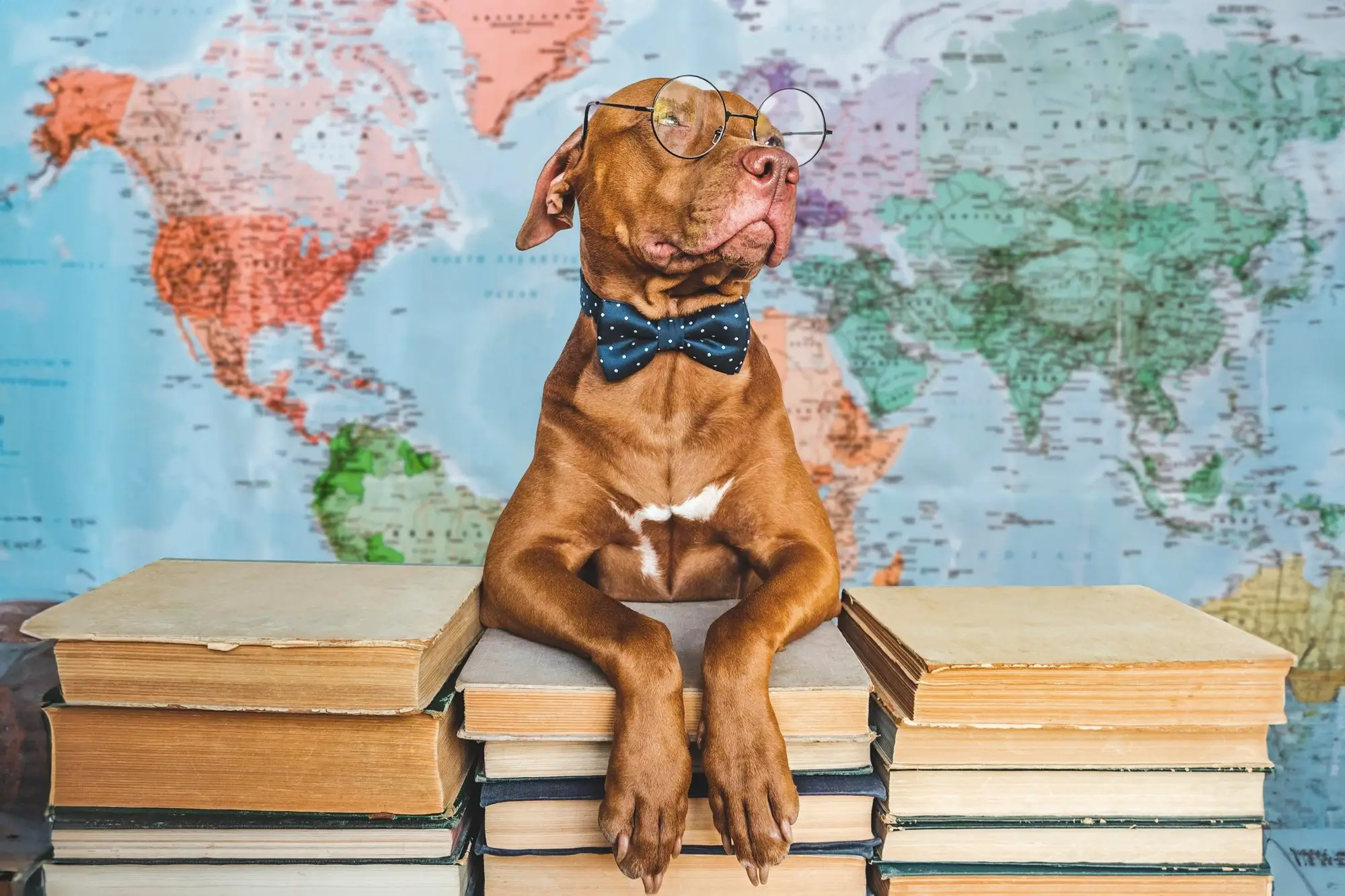 Cão domesticado surgiu no Oriente Médio