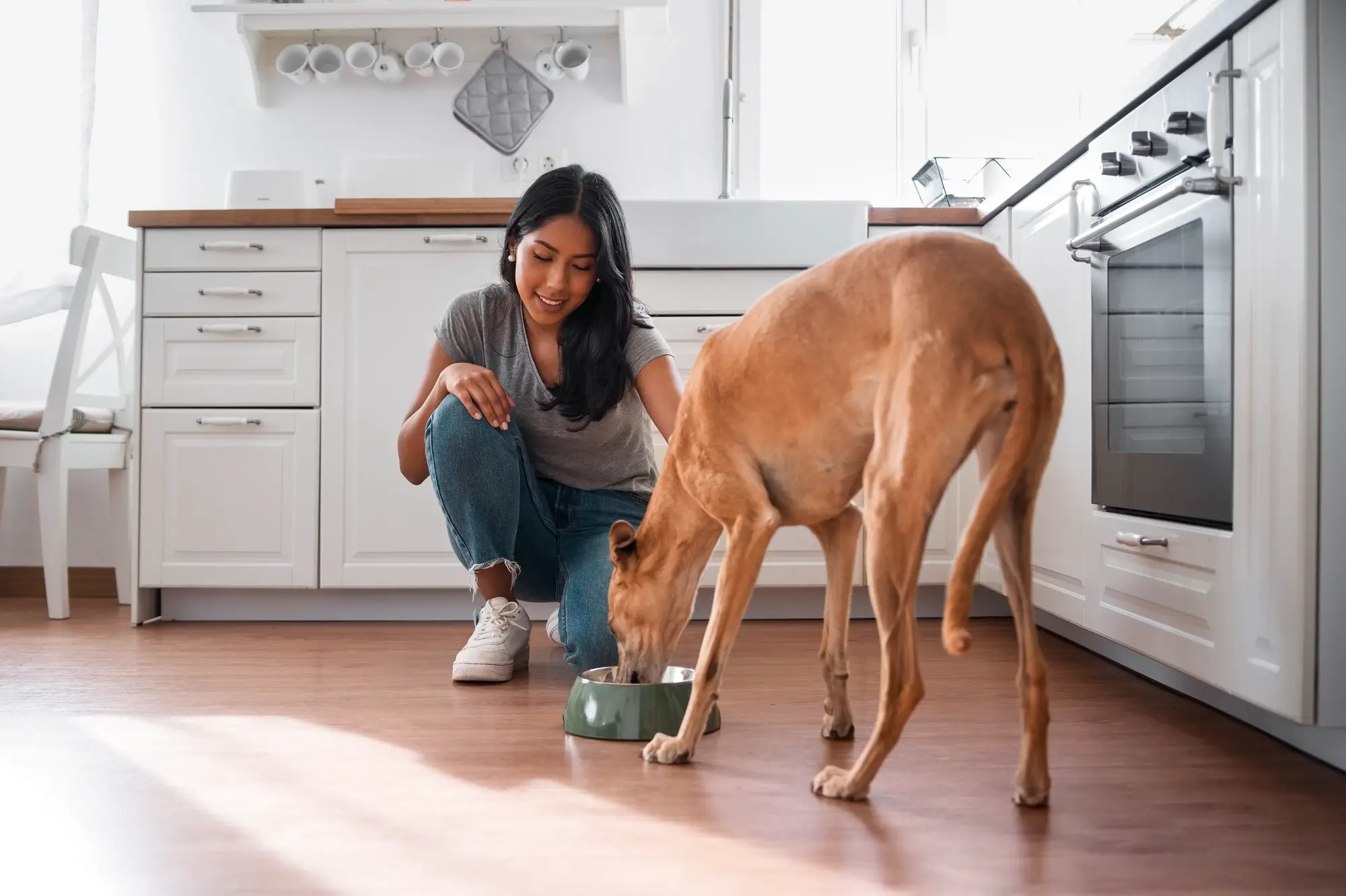 Saiba como mudar a ração do cachorro da forma correta