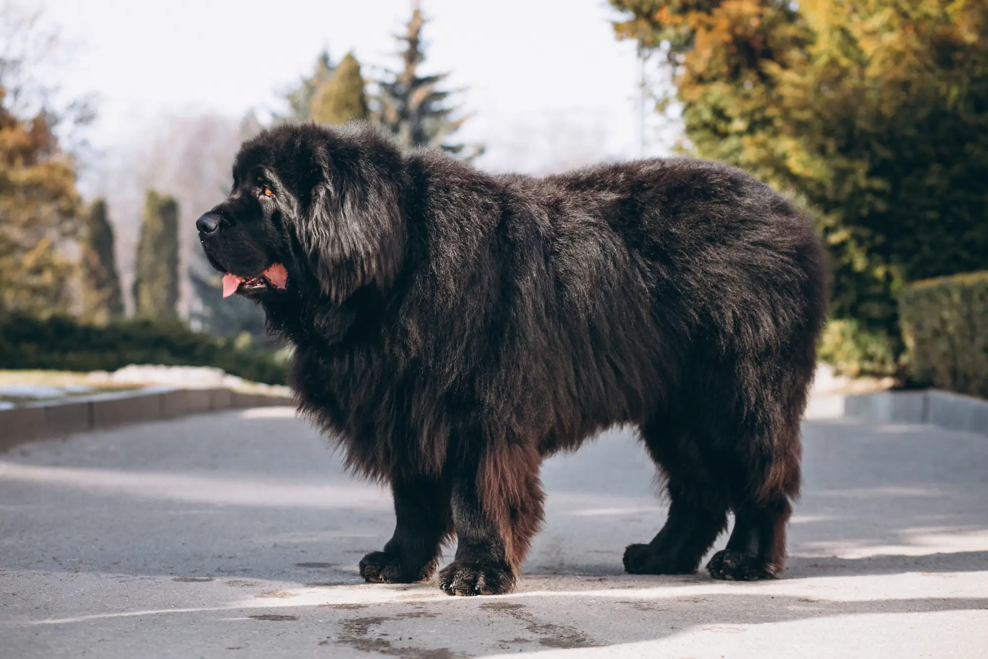 Cachorros mais altos do mundo