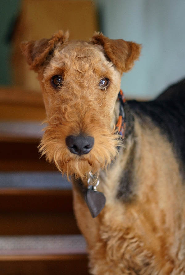 airedale terrier