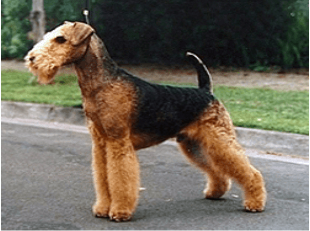 airedale terrier