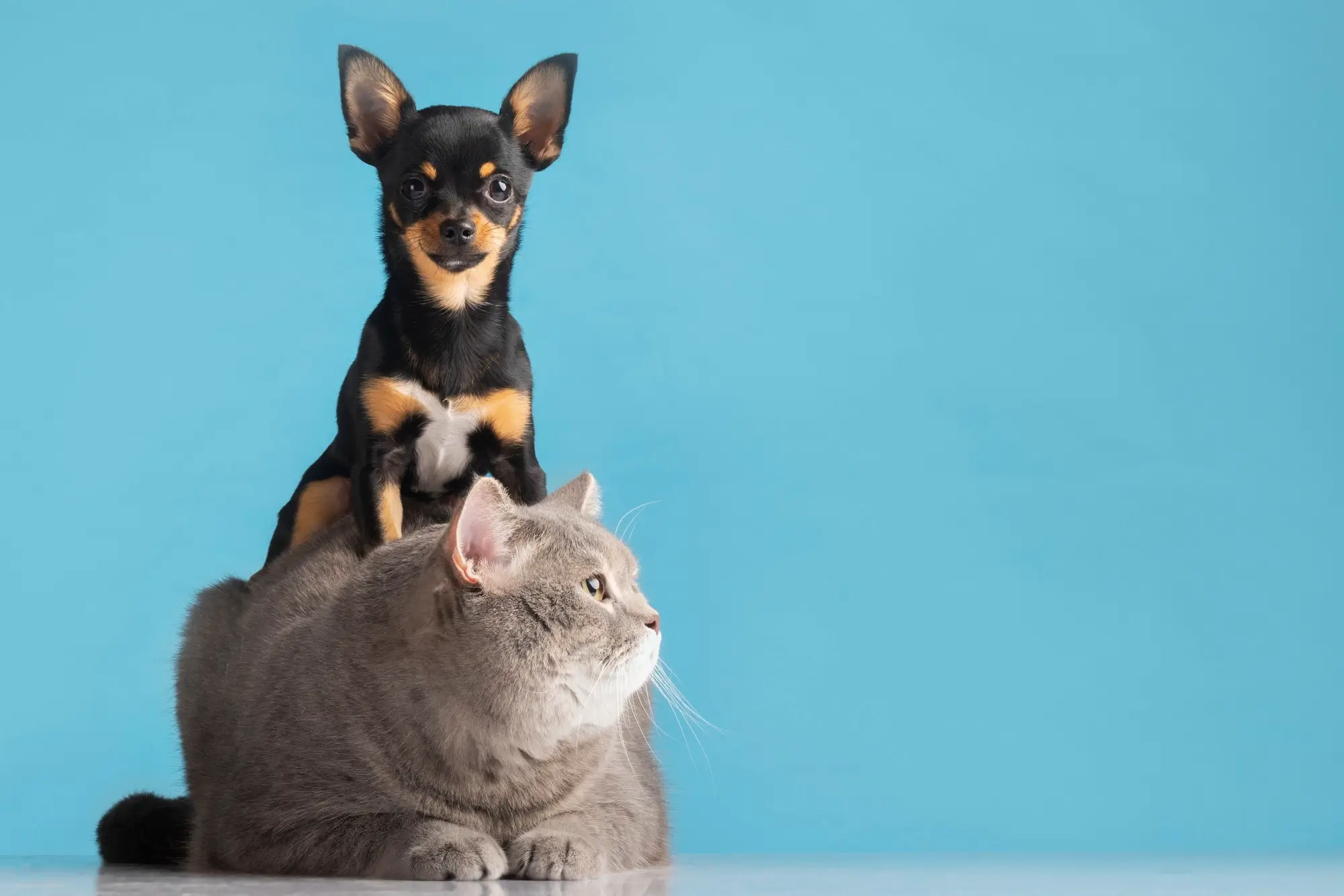 Nomes para cães e gatos