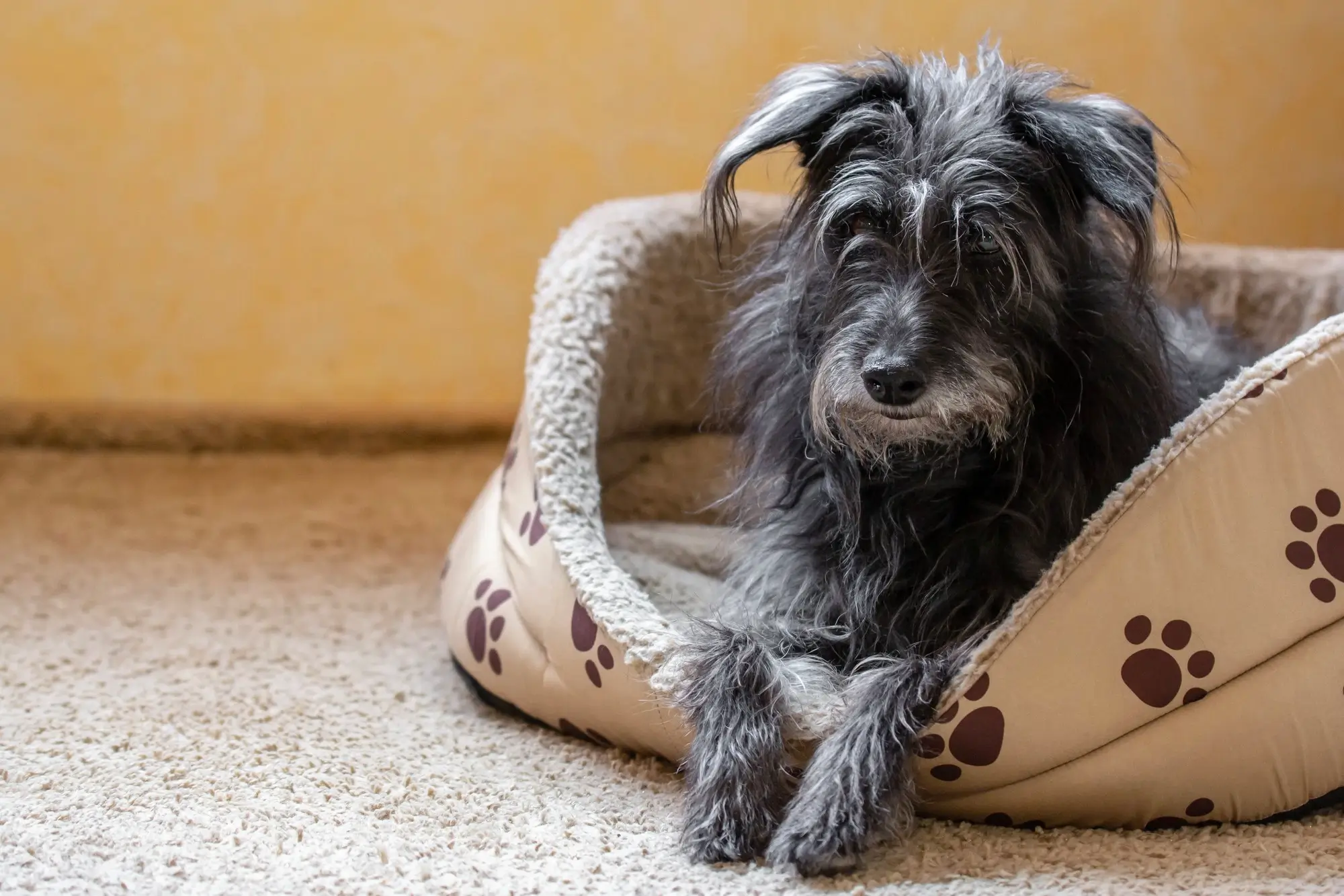 Como cuidar de cães idosos