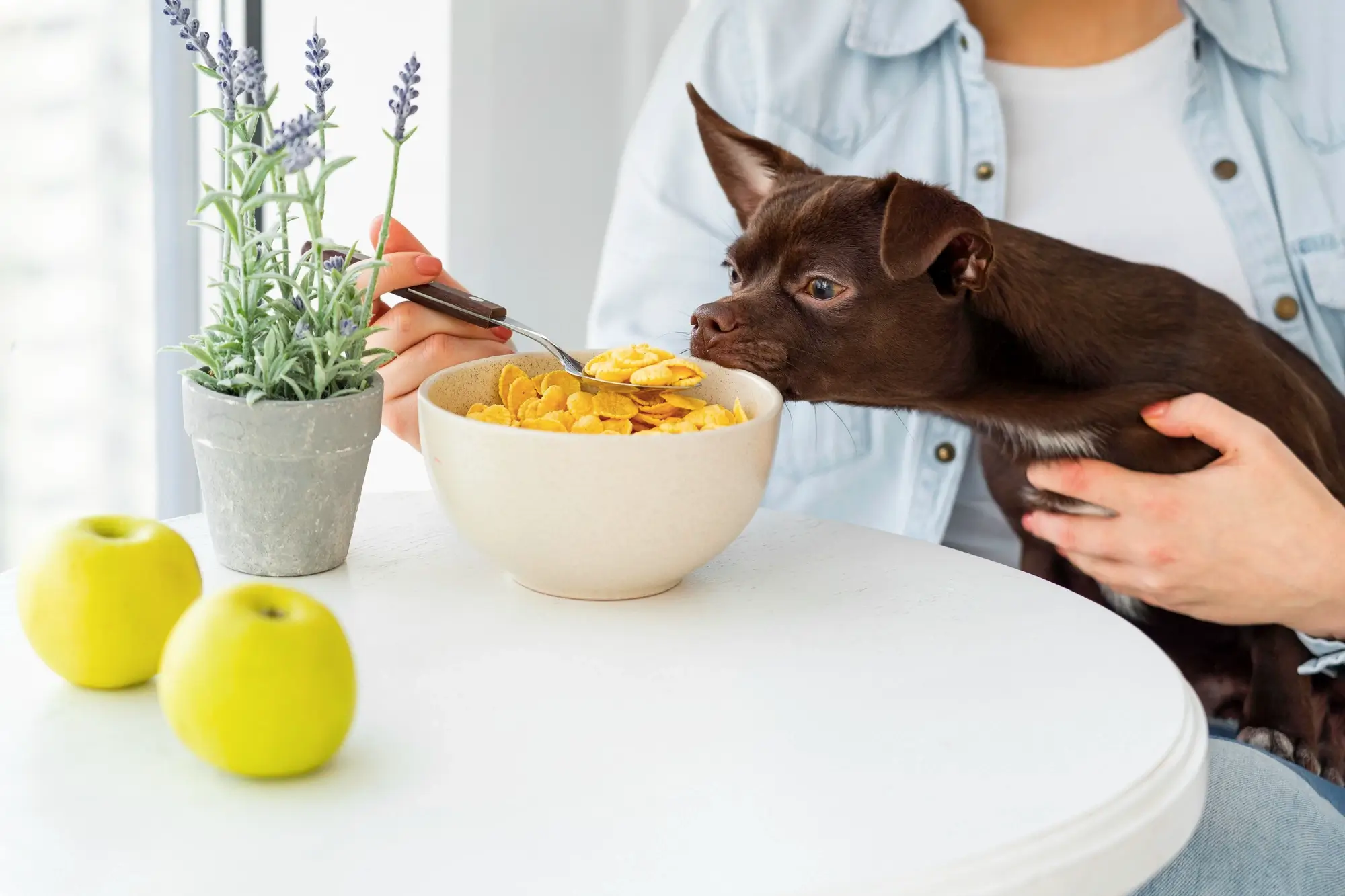 Alimentação Imprópria para cães