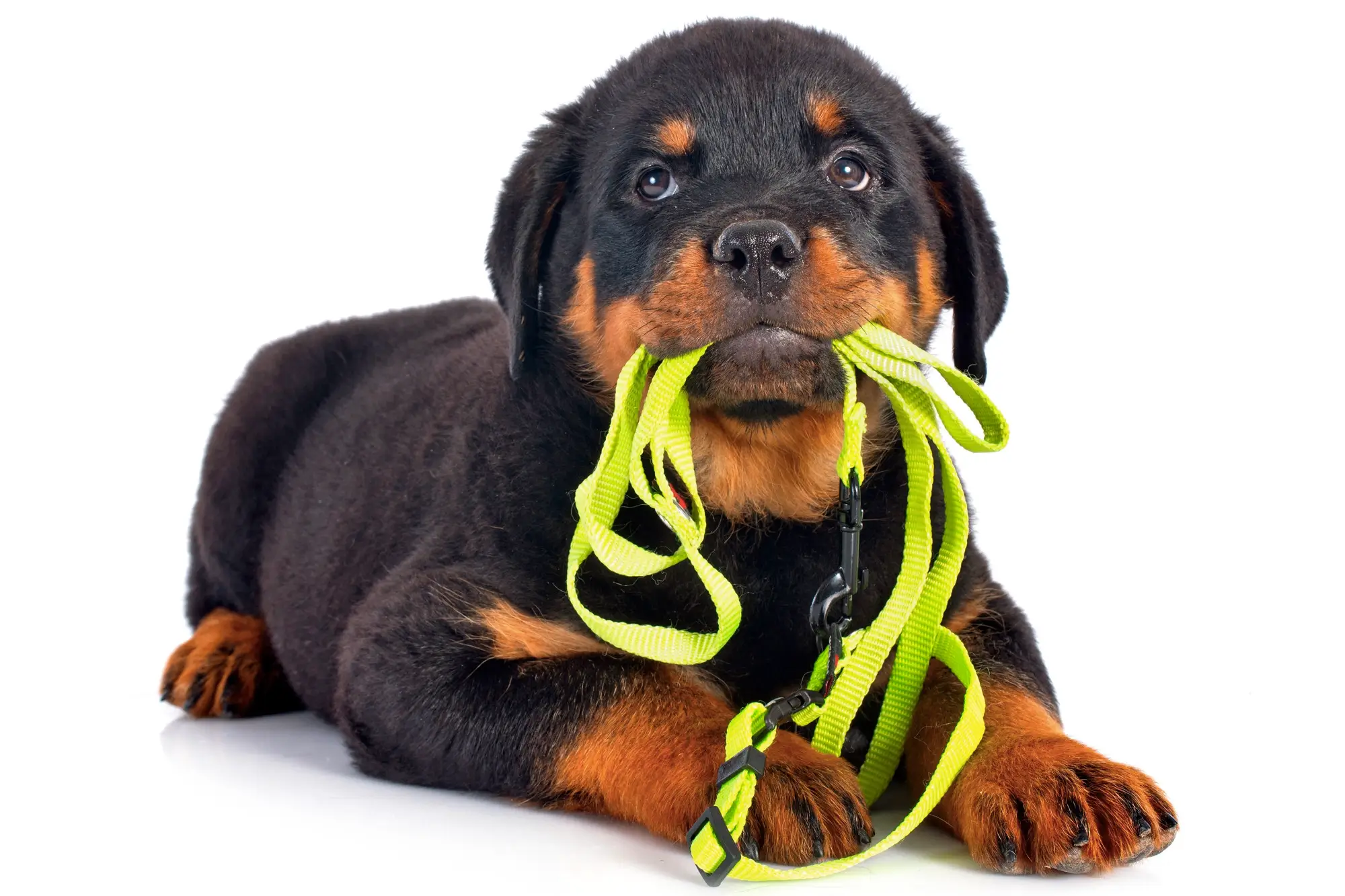 tipos de guias e coleiras e focinheiras para cachorros