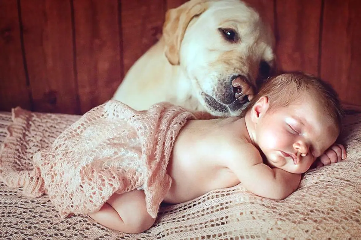 Cachorro e bebês