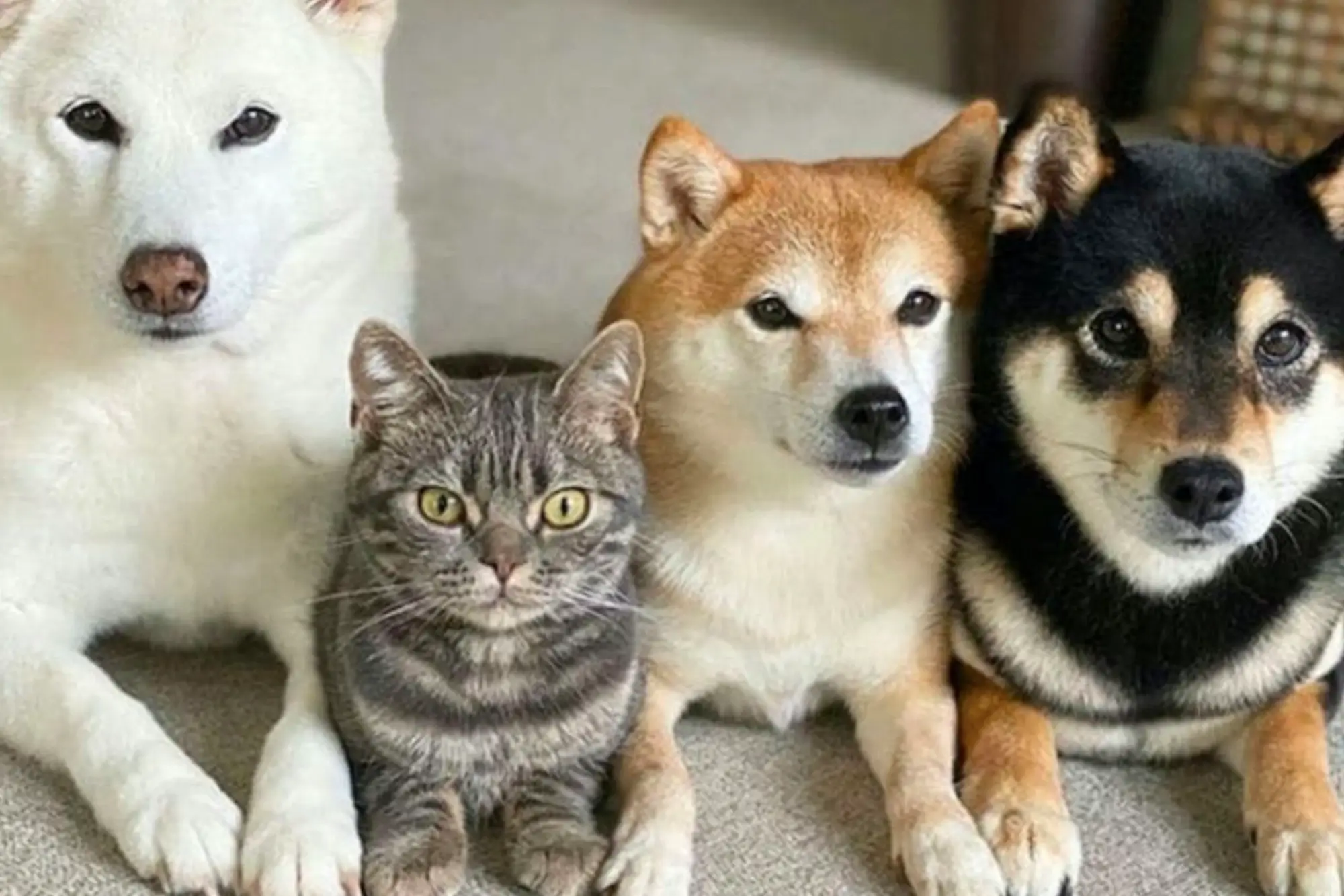 Nomes japoneses para cães e gatos