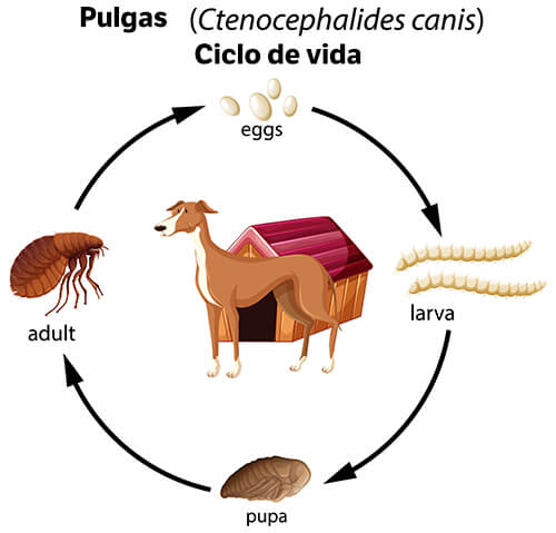 Ciclo de vida das pulgas