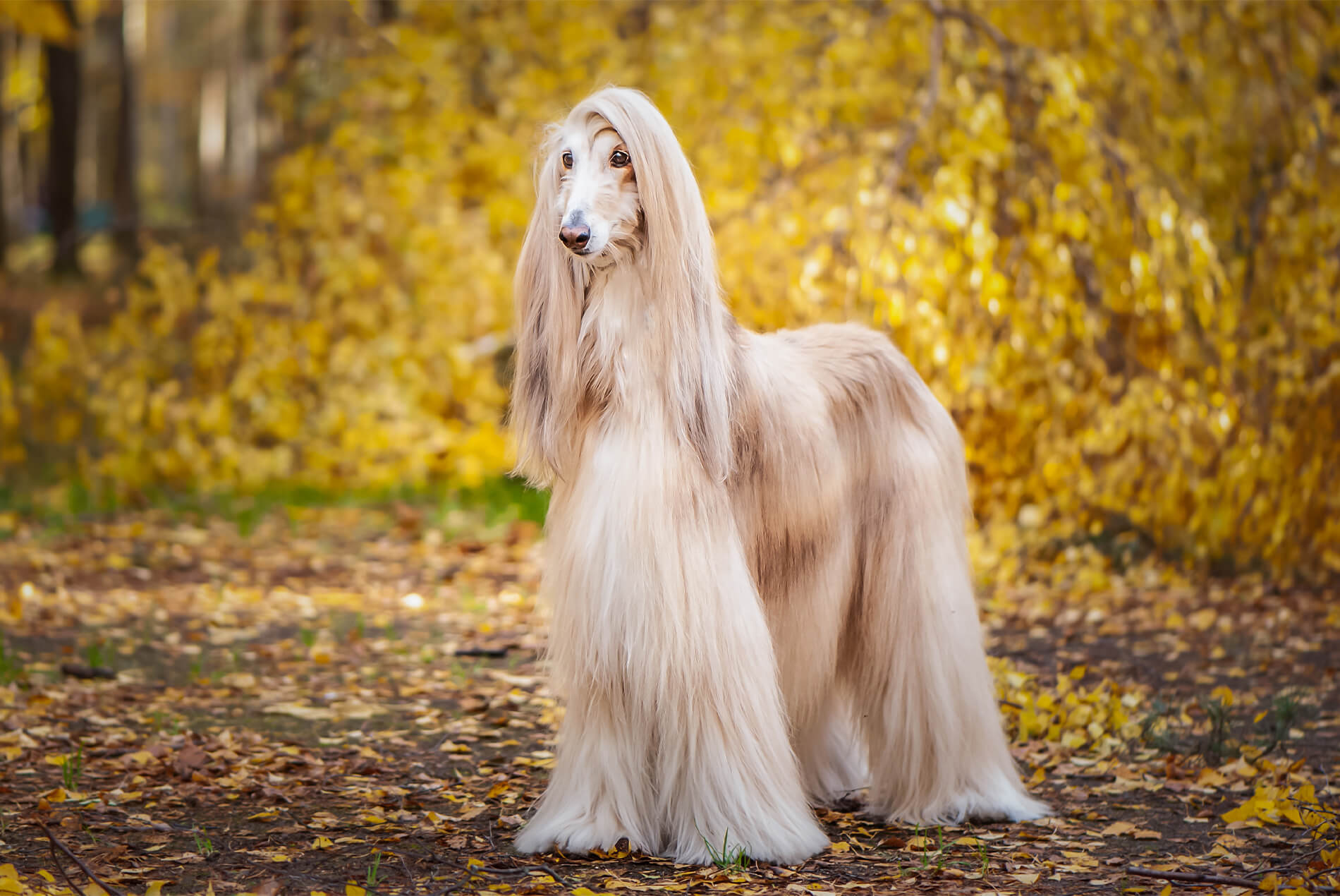 afghan hound