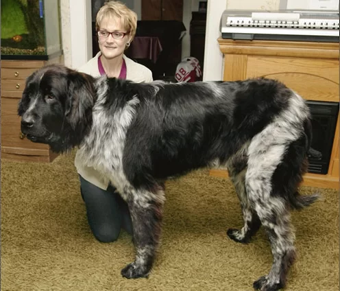 Cão mais alto do mundo