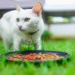 Alimentação de gatos – Como manter o gatinho feliz e saudável