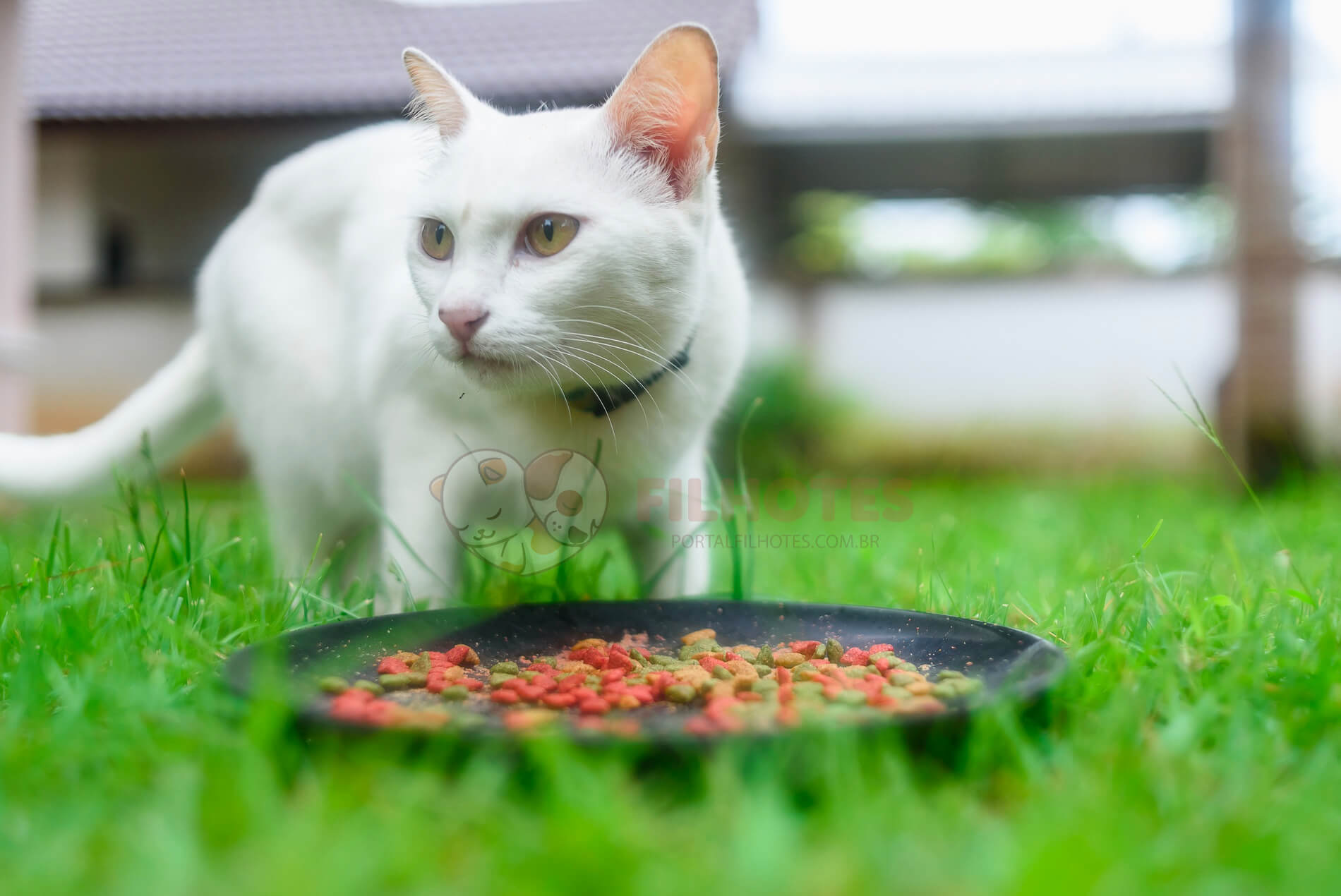 Como Alimentar Gatos