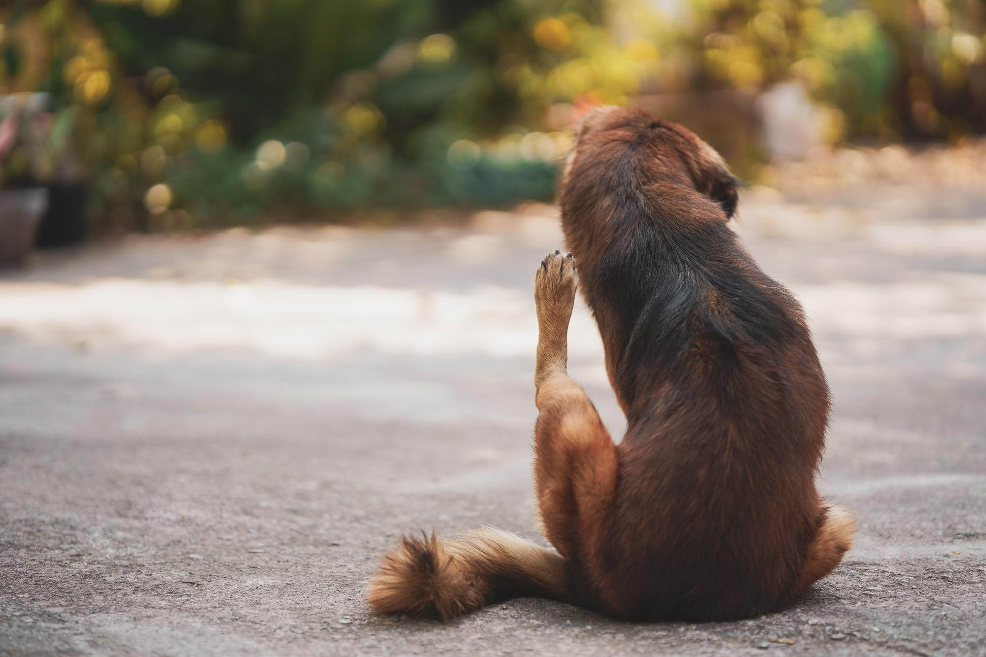 Cachorro com dermatite úmida aguda