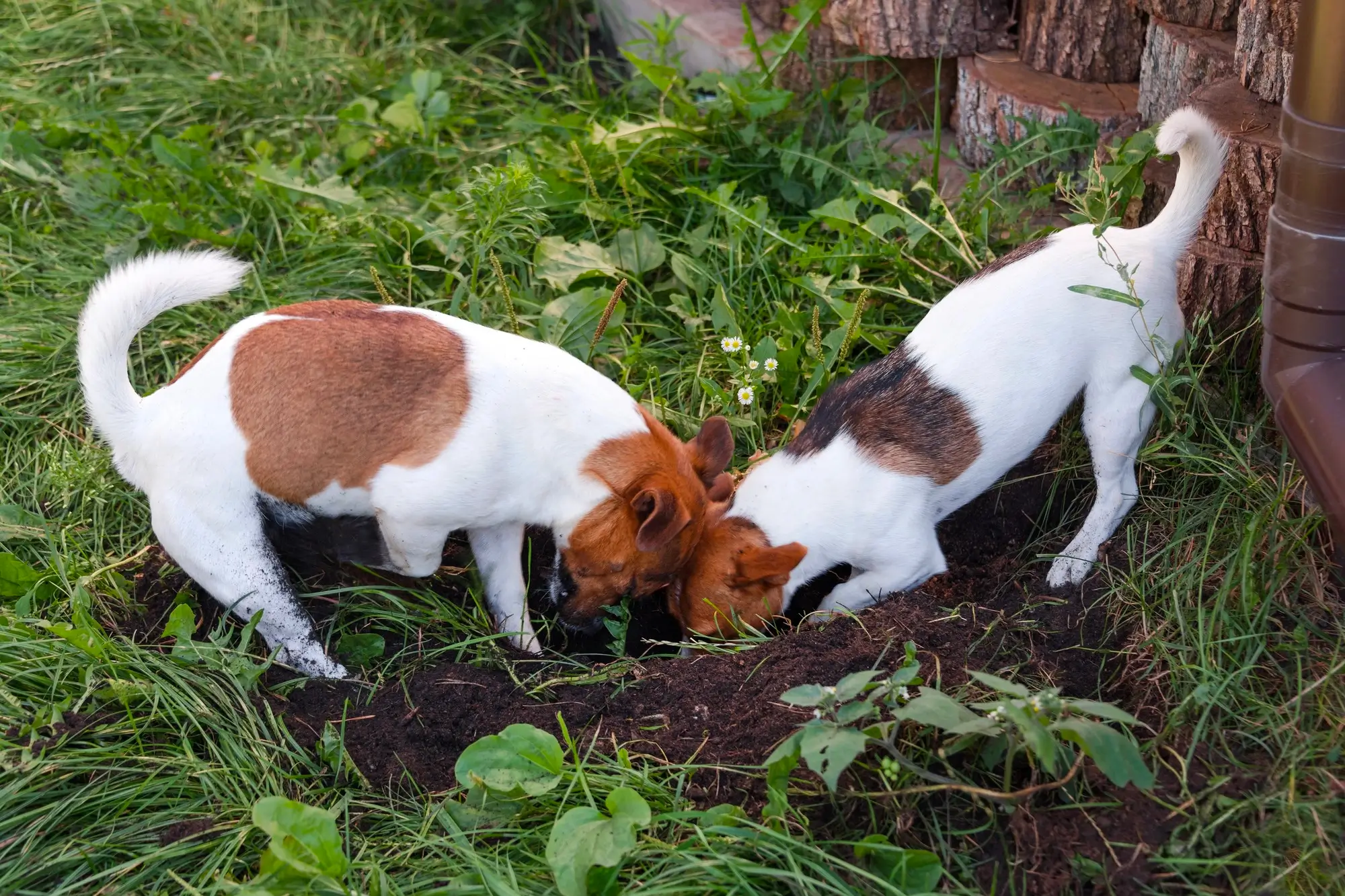 Cachorro Cavando o Jardim