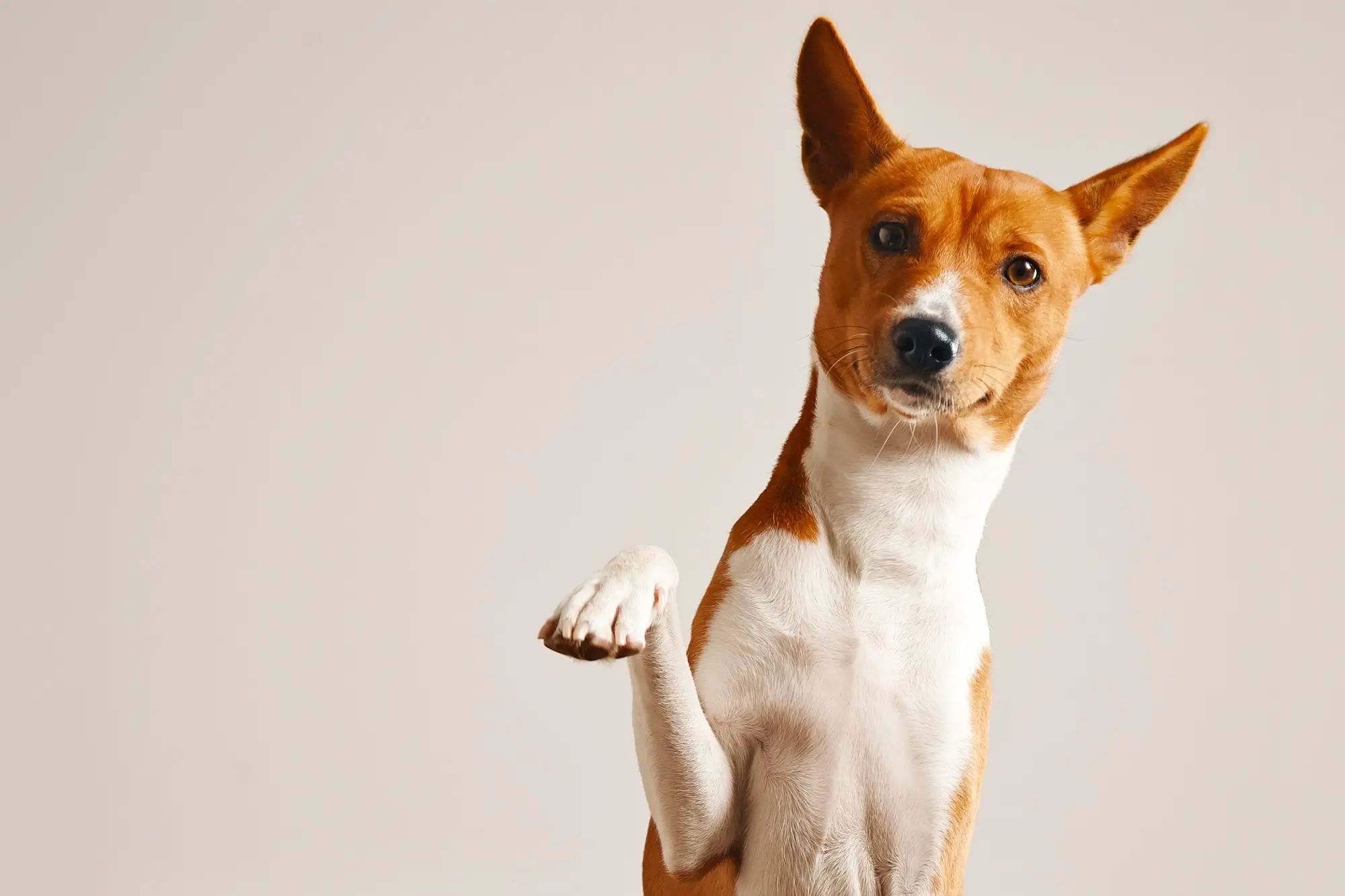 Ensine o cachorro a fazer xixi no lugar correto