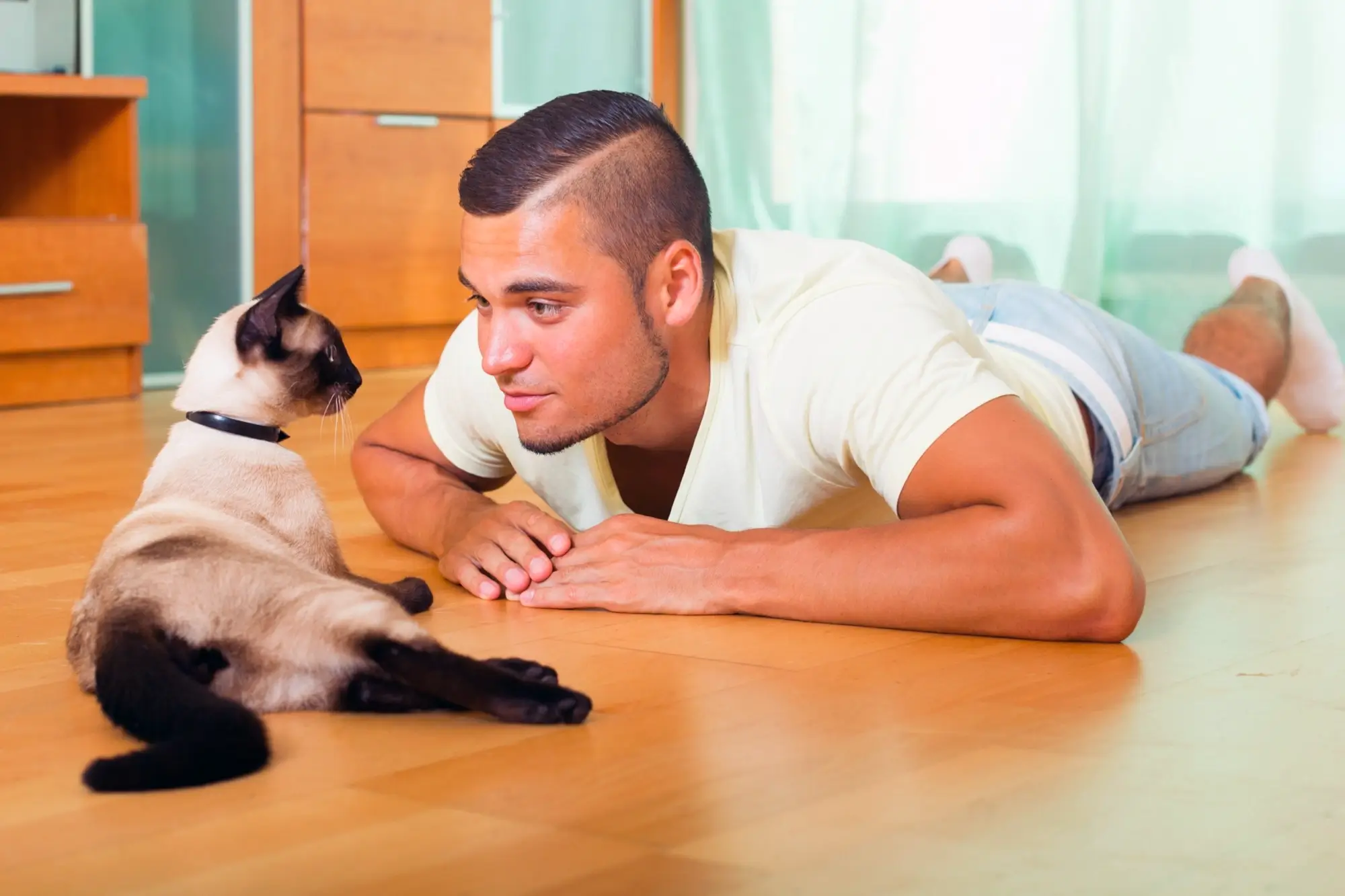 características do gato siamês