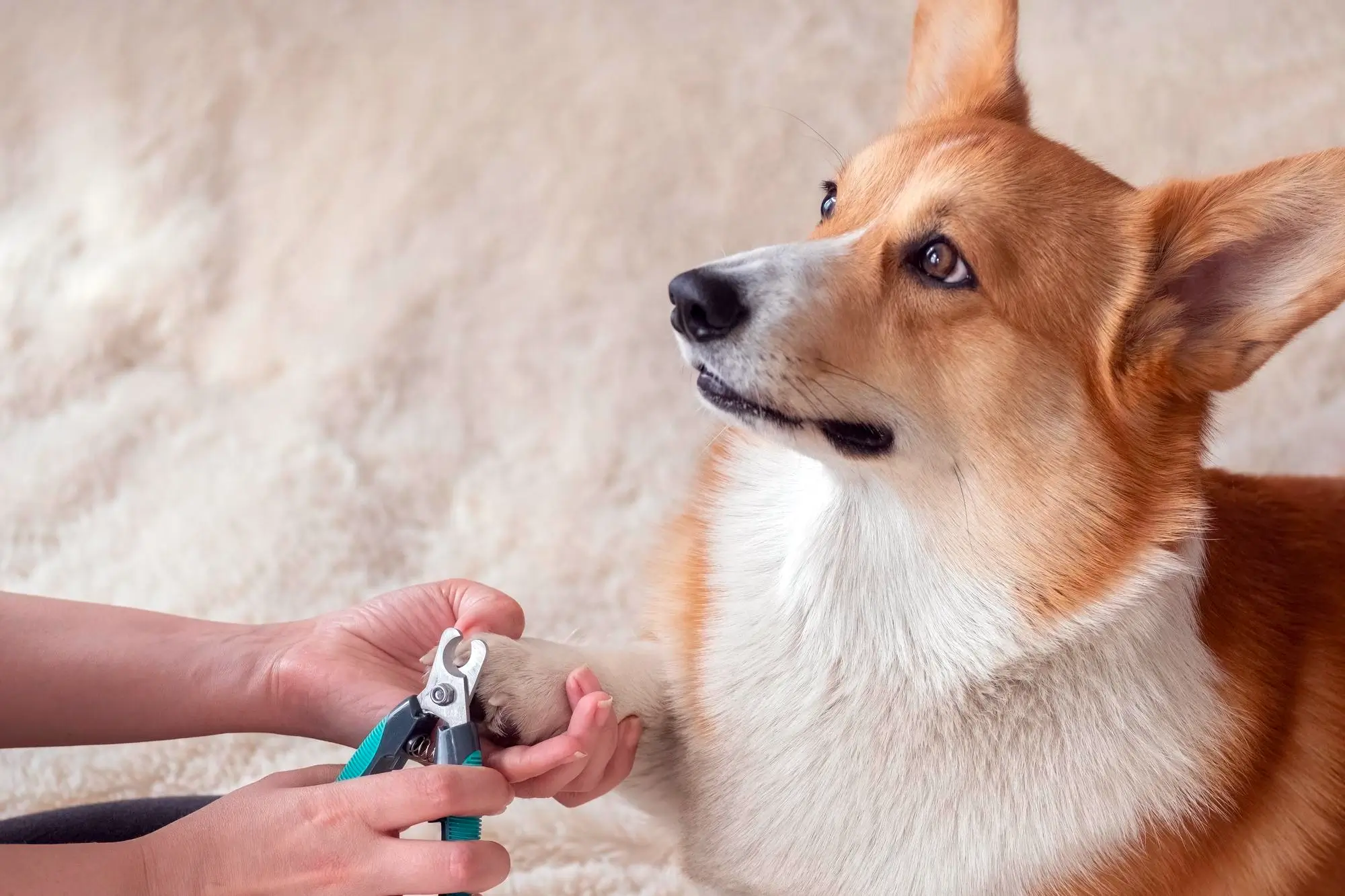 Como cortas as unhas dos cachorros