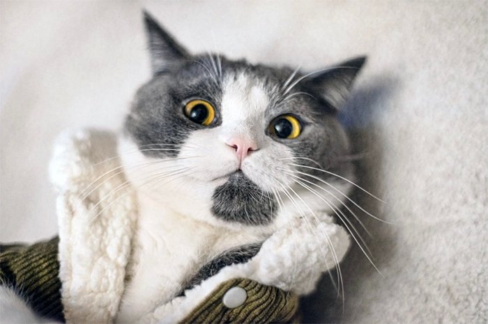 Gato usando roupa