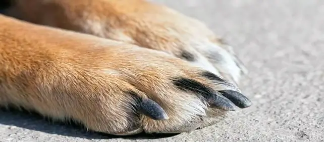 Tamanho certo das unhas do cachorro