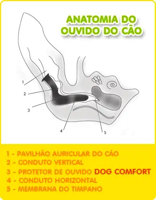 Anatomia do ouvido do cachorro