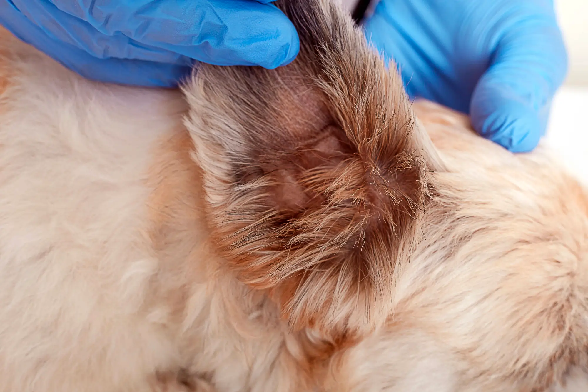 Orelha de um cachorro com otite canina