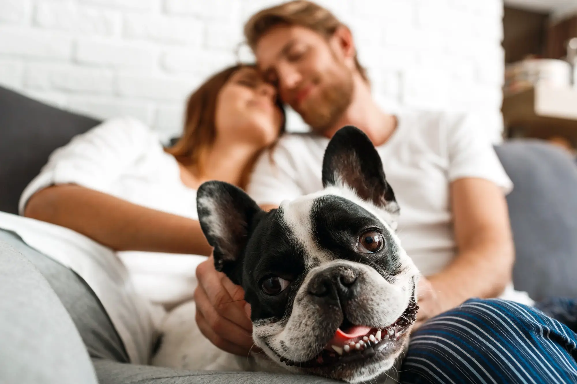 Cachorros para apartamento