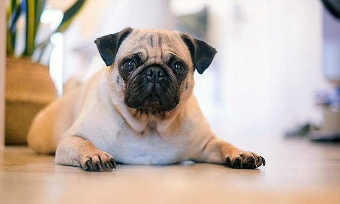 Pug