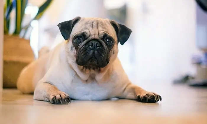 Pug