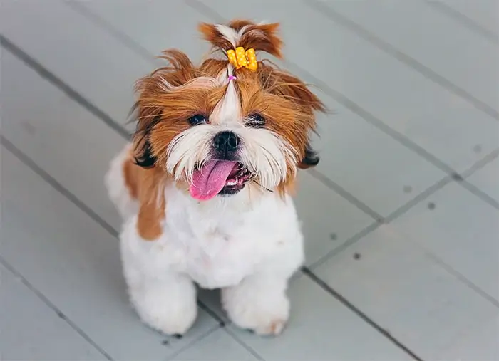 Shih Tzu