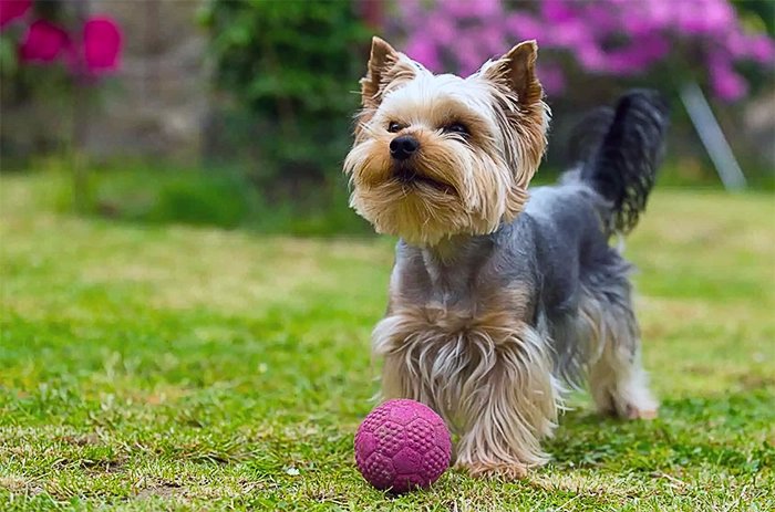 Yorkshire Terrier