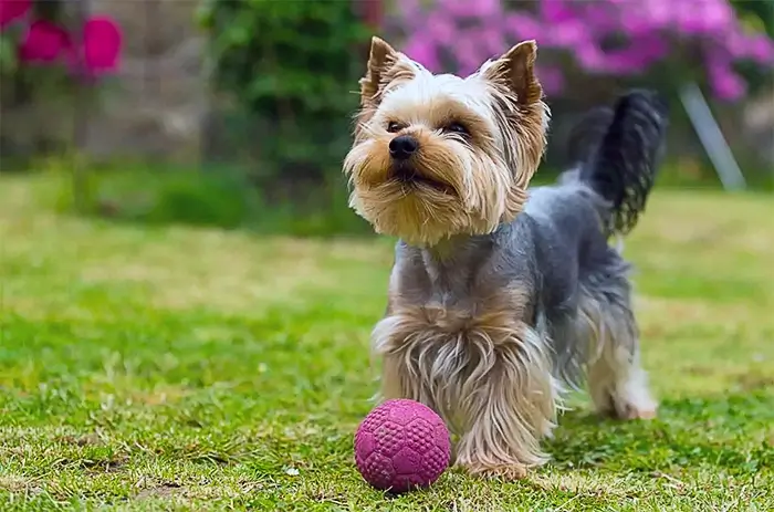 Yorkshire Terrier