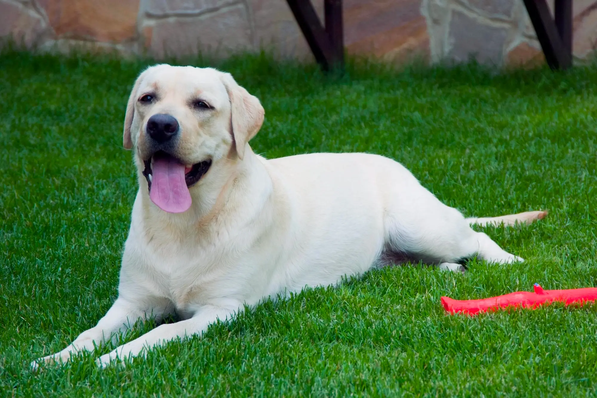 Cachorro deitado na grama sintética