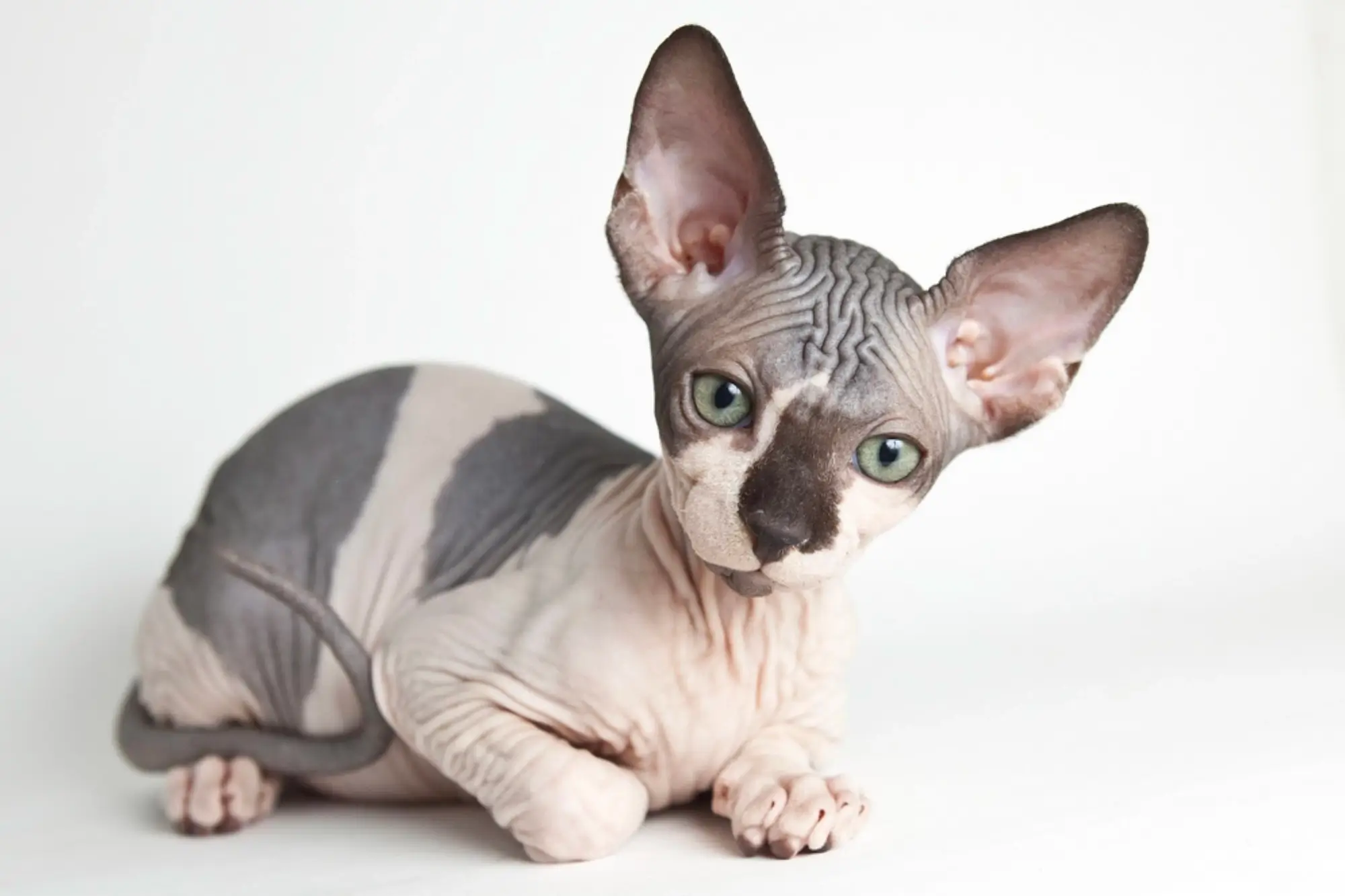 Gato Sphynx