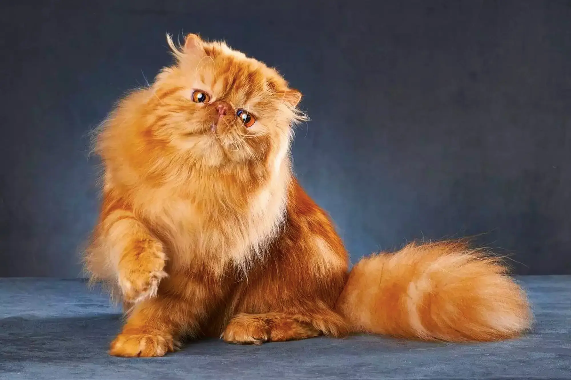 Foto de uma gato persa