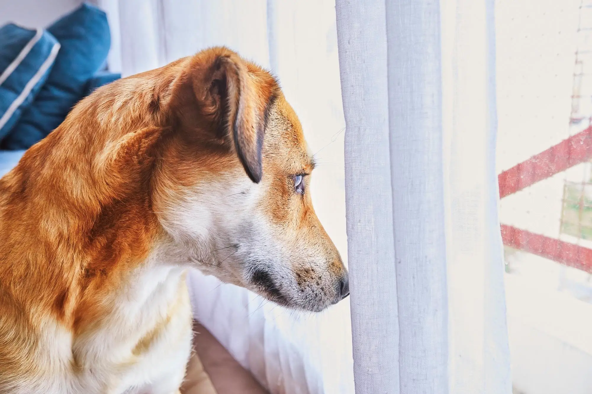 Cachorro com Ansiedade de separação