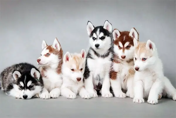 Vários filhotes de Husky, muito lindos.