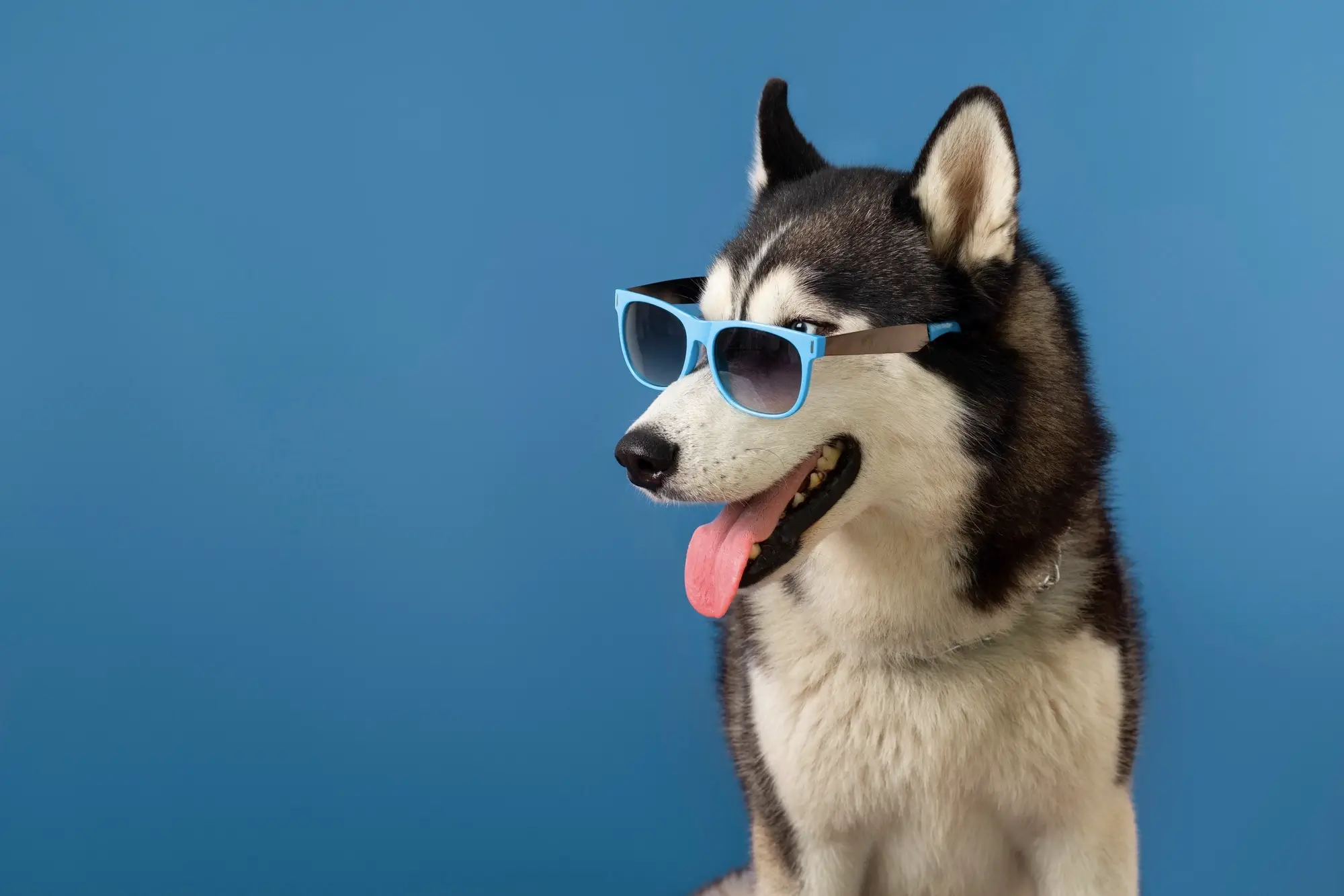Cachorro Husky Siberiano de óculos