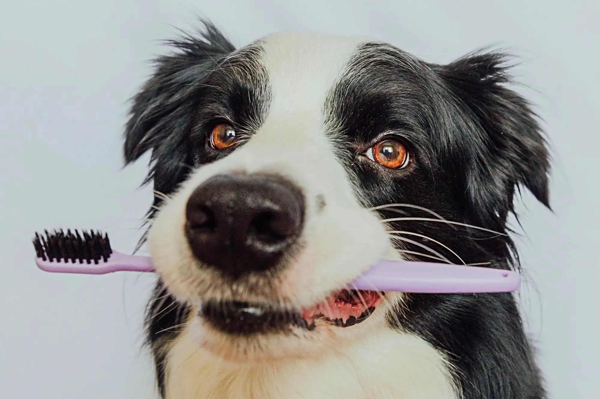 Cachorro pode usar pasta de dente de humano