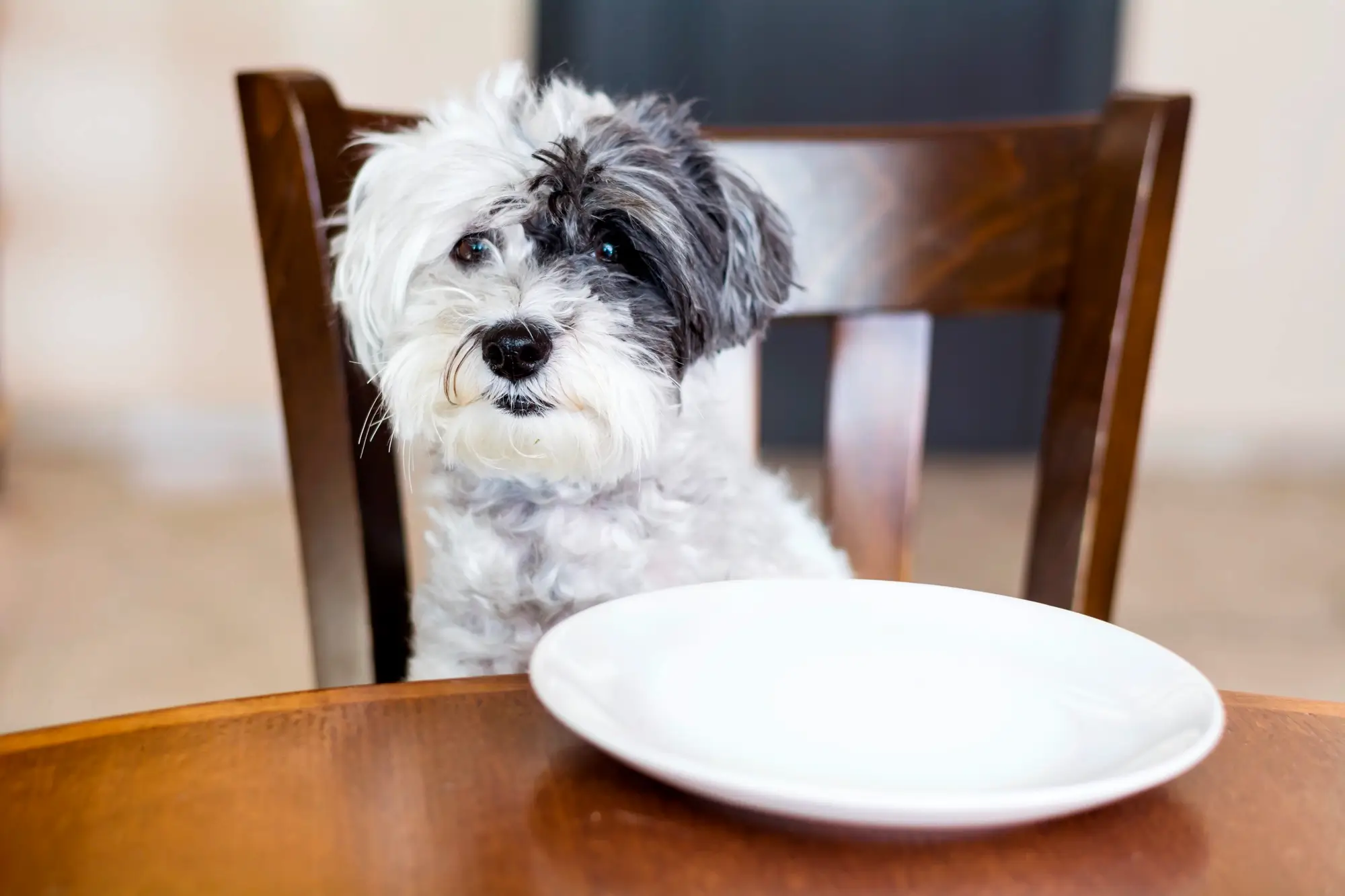 alimentos que cachorro não pode comer