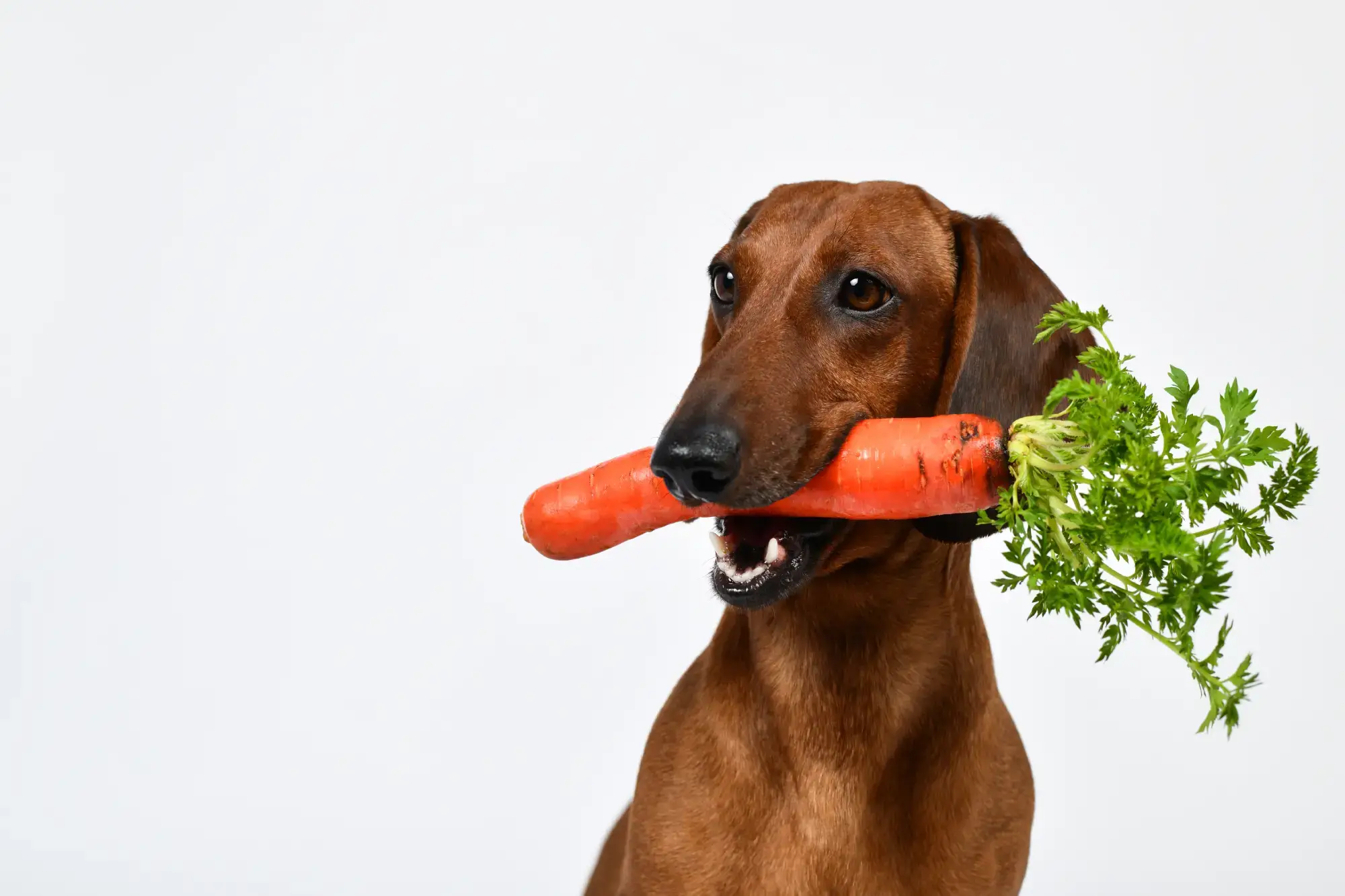 Alimentação natural para cães