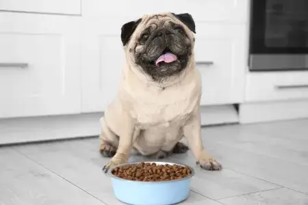 Cachorro agitado precisa de alimentação correta