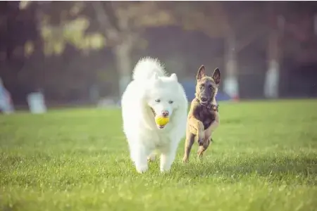 Cachorro agitado precisa de socialização