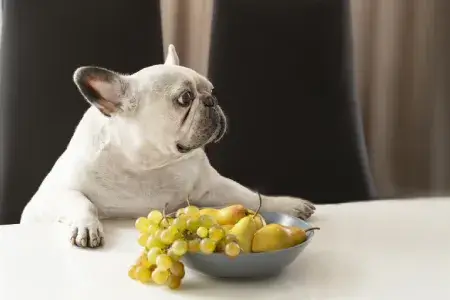 Cachorro não pode comer uva