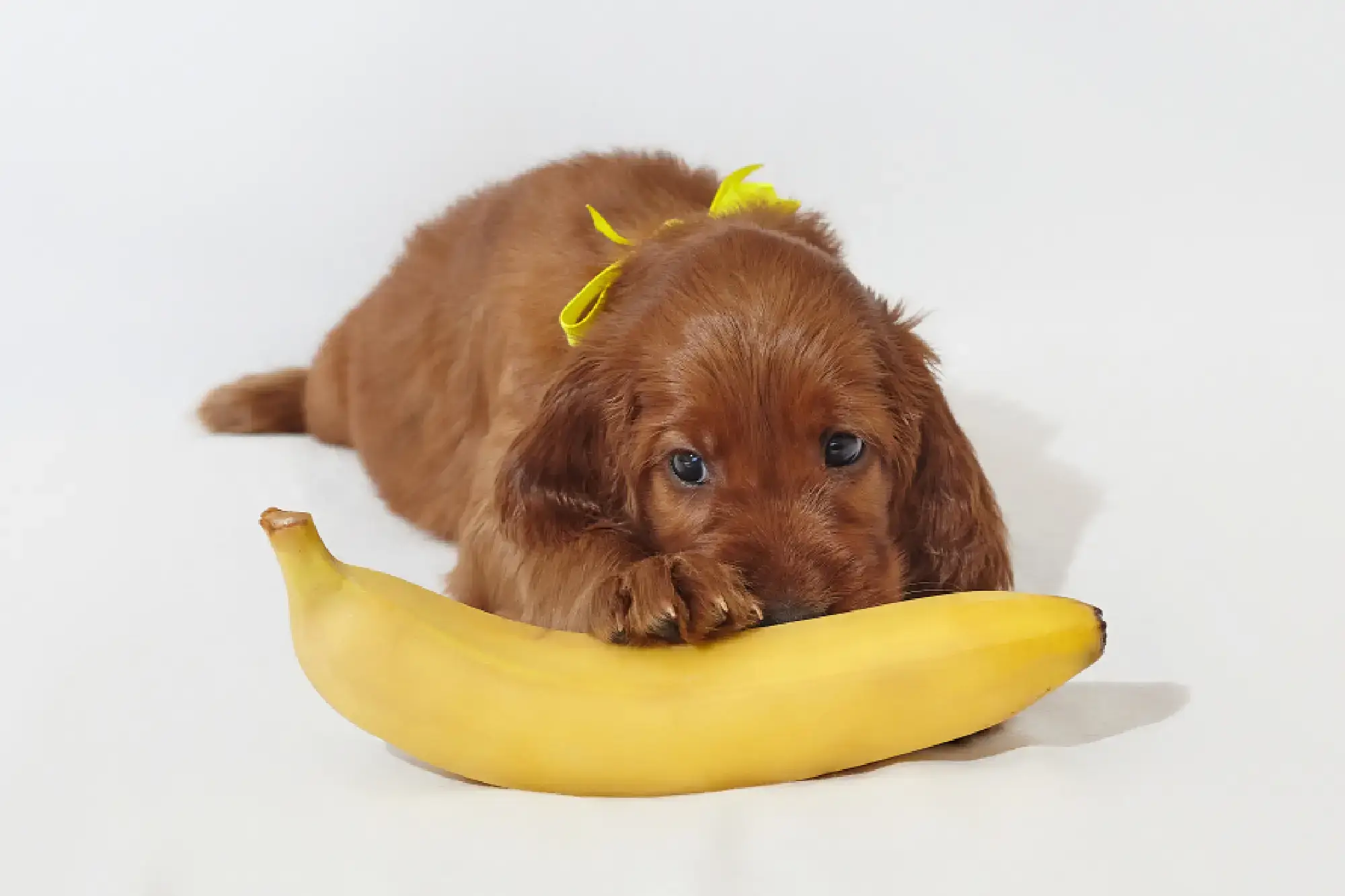 Cachorro pode comer banana