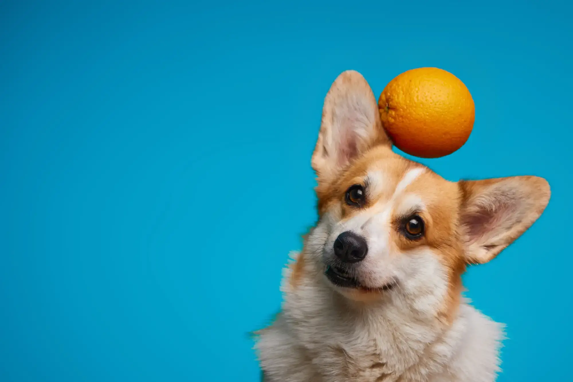 Cachorro pode comer laranja