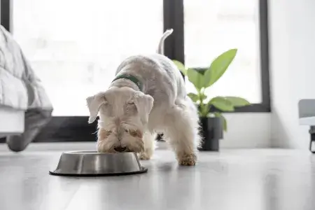 Cachorro pode comer manga ou não